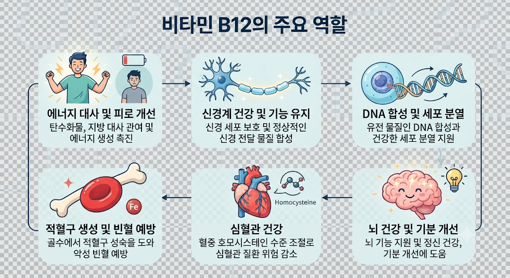 비타민 B12