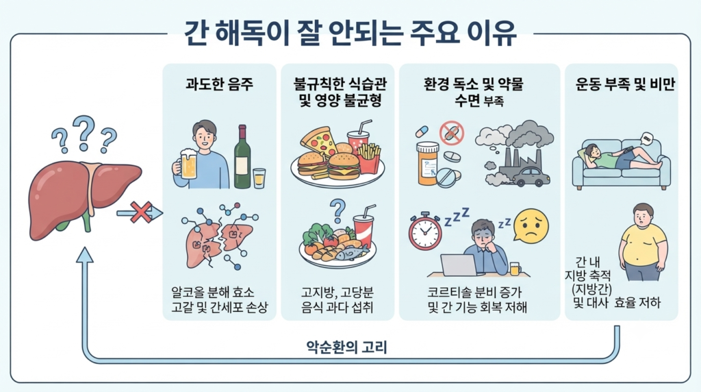간 해독
