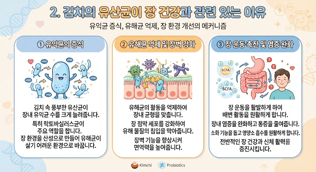 김치의 면역력